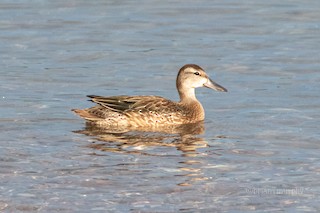 Blue-winged Teal, ML259207771