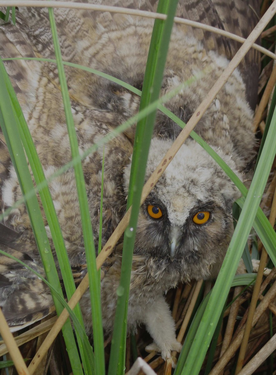 Long-eared Owl - ML259207881