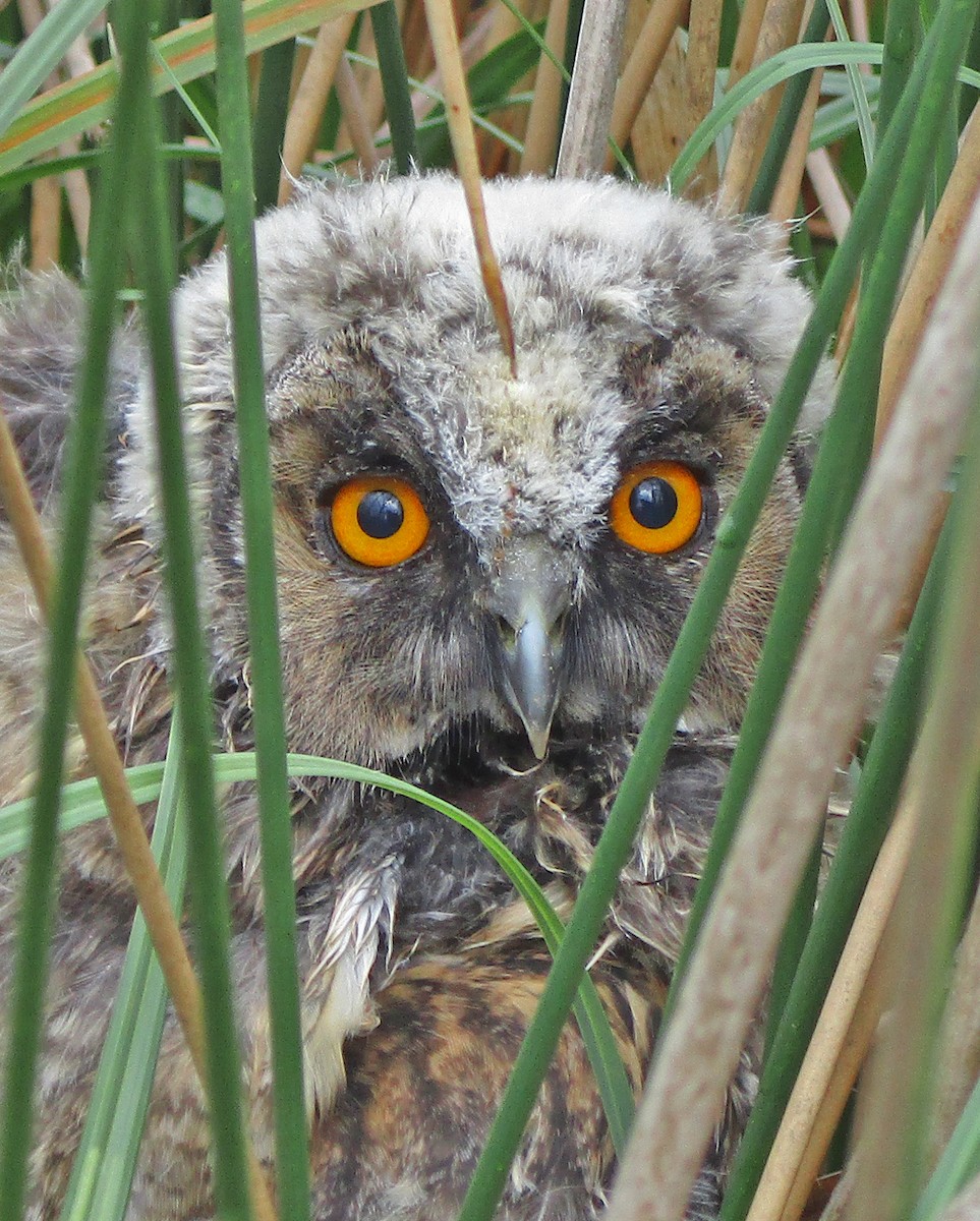 Long-eared Owl - ML259207941