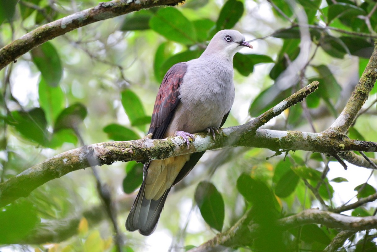 Mountain Imperial-Pigeon - ML259208391