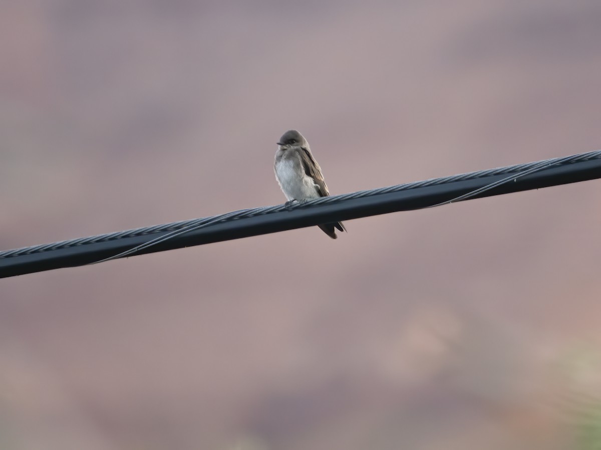 Northern Rough-winged Swallow - Glenn Kincaid