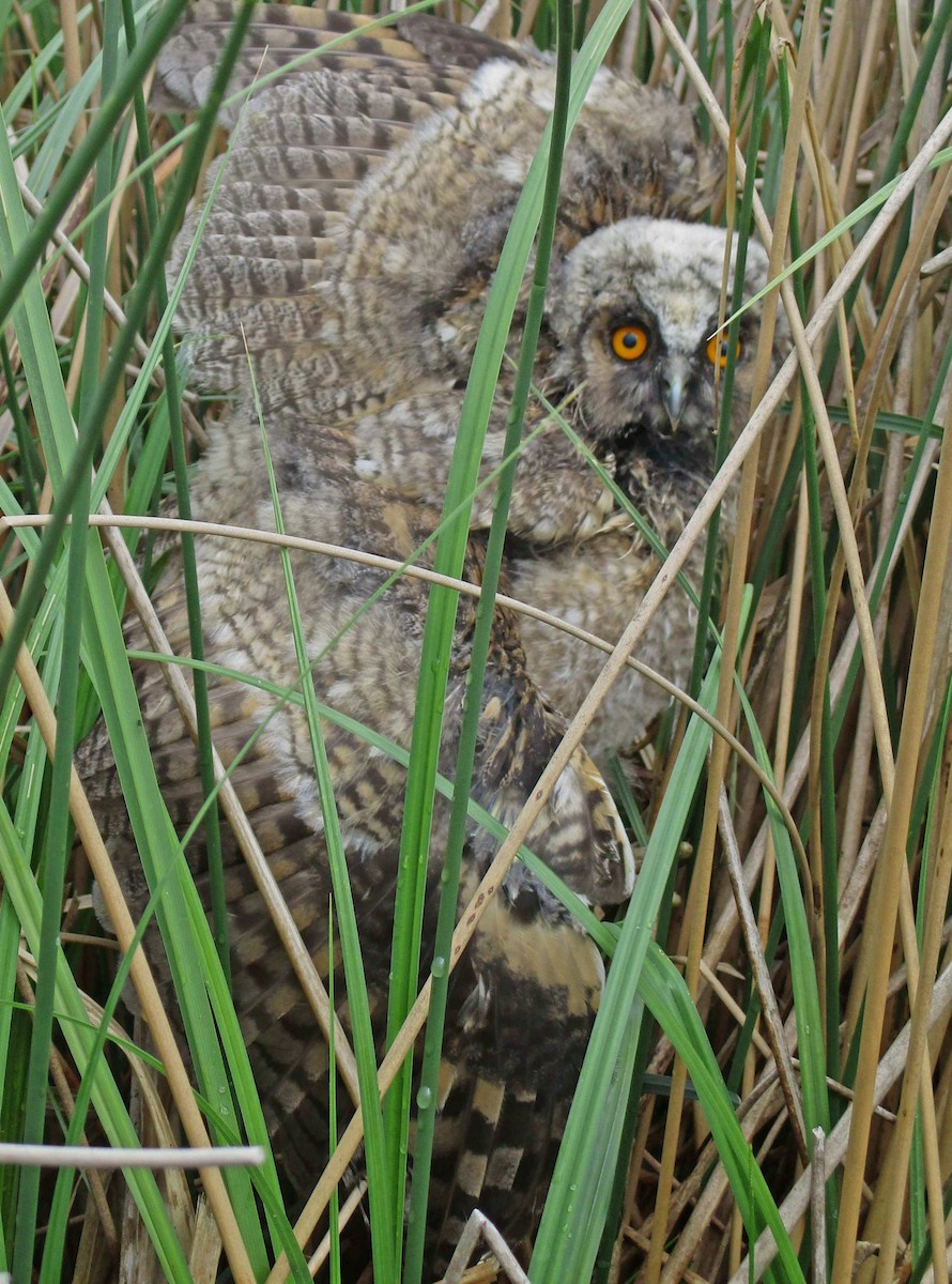 Long-eared Owl - ML259209531