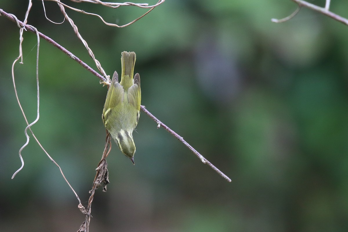 Blyth's/Claudia's/Hartert's Leaf Warbler - Ting-Wei (廷維) HUNG (洪)