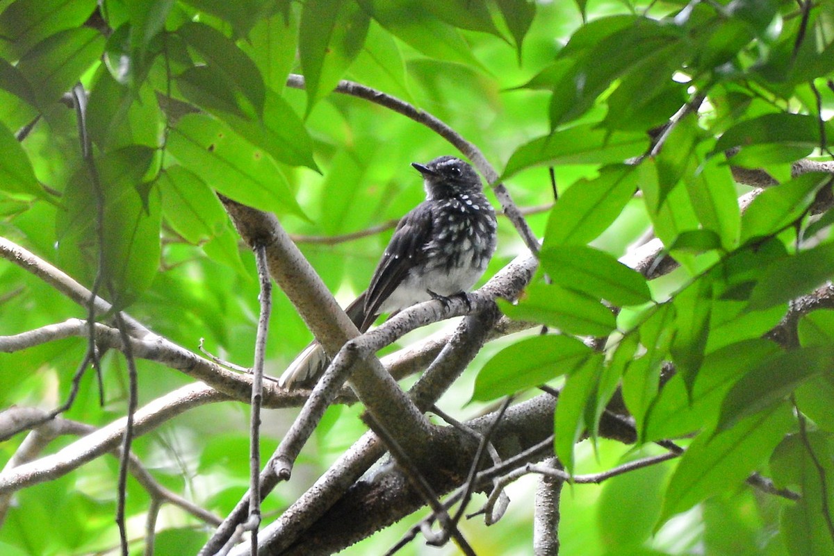 Spotted Fantail - ML259213351