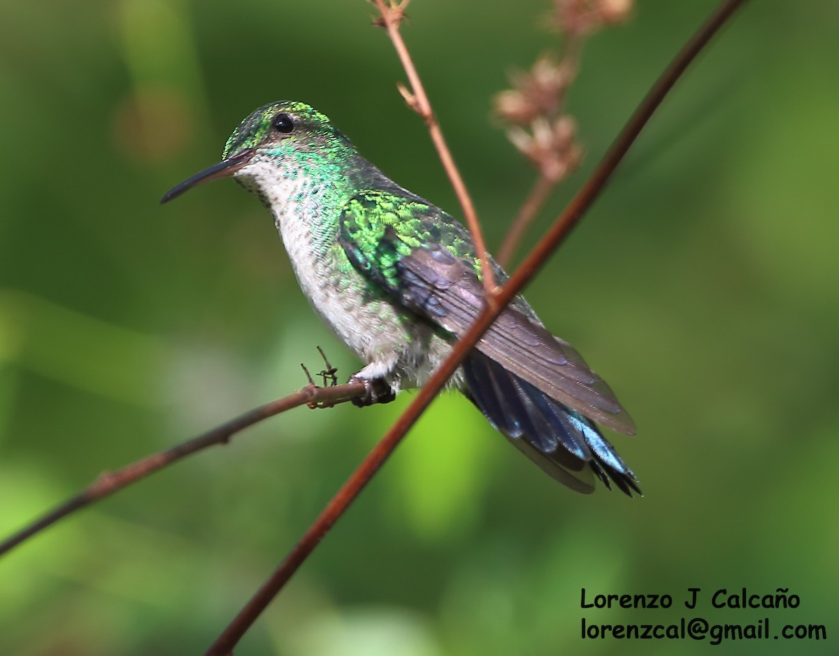 Plain-bellied Emerald - Lorenzo Calcaño