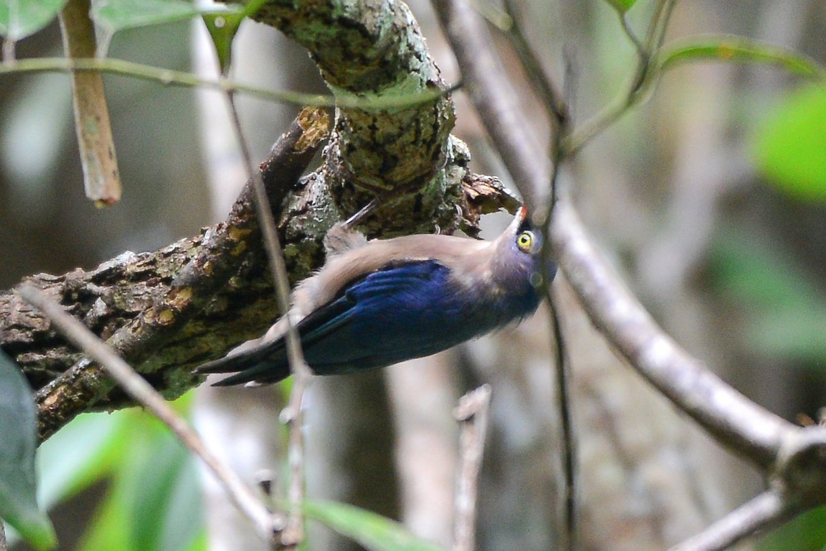 Velvet-fronted Nuthatch - ML259214191