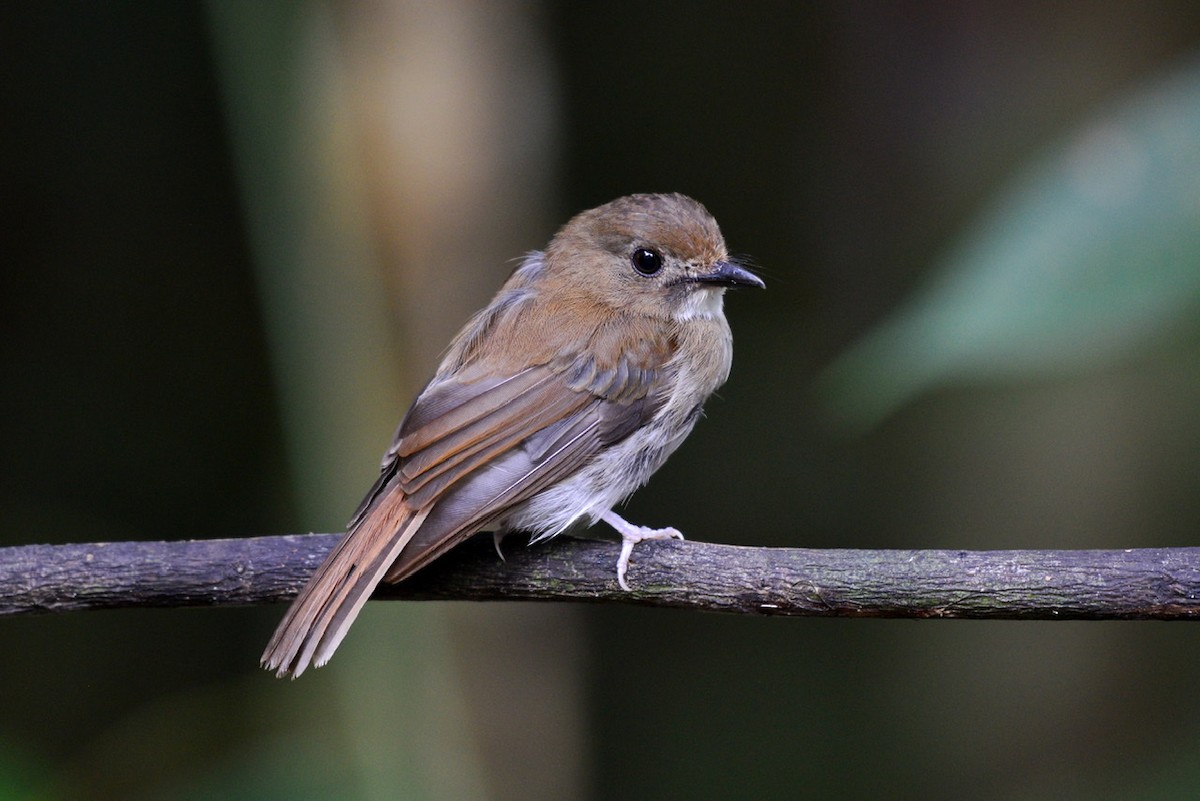 Gray-chested Jungle Flycatcher - ML259214271
