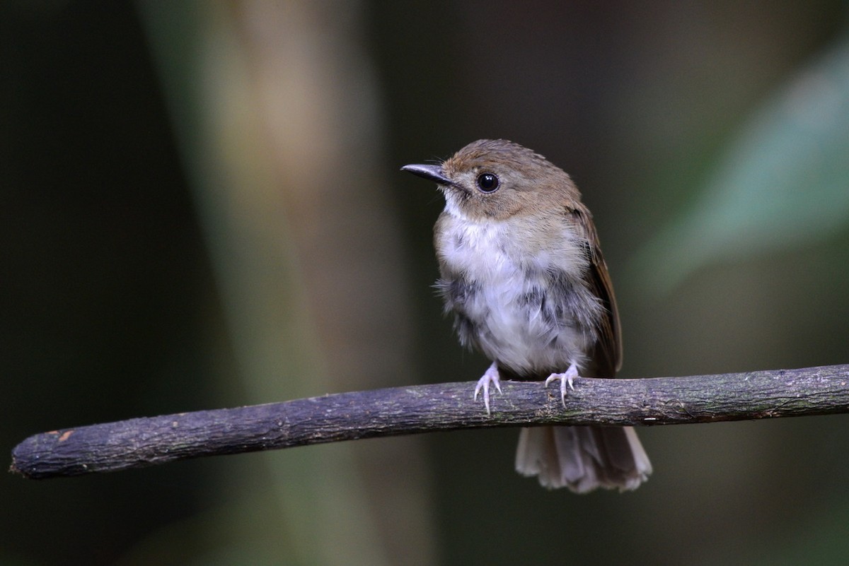 Gray-chested Jungle Flycatcher - ML259214301