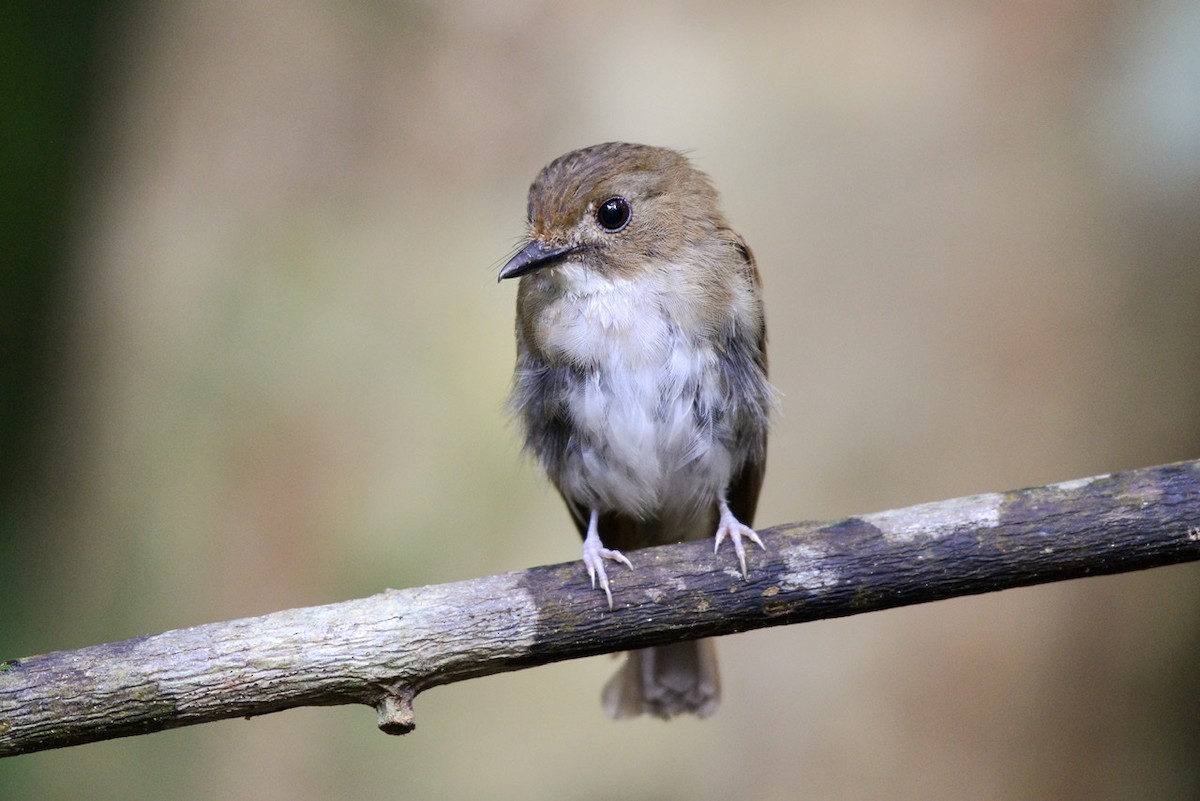 Gray-chested Jungle Flycatcher - ML259214311