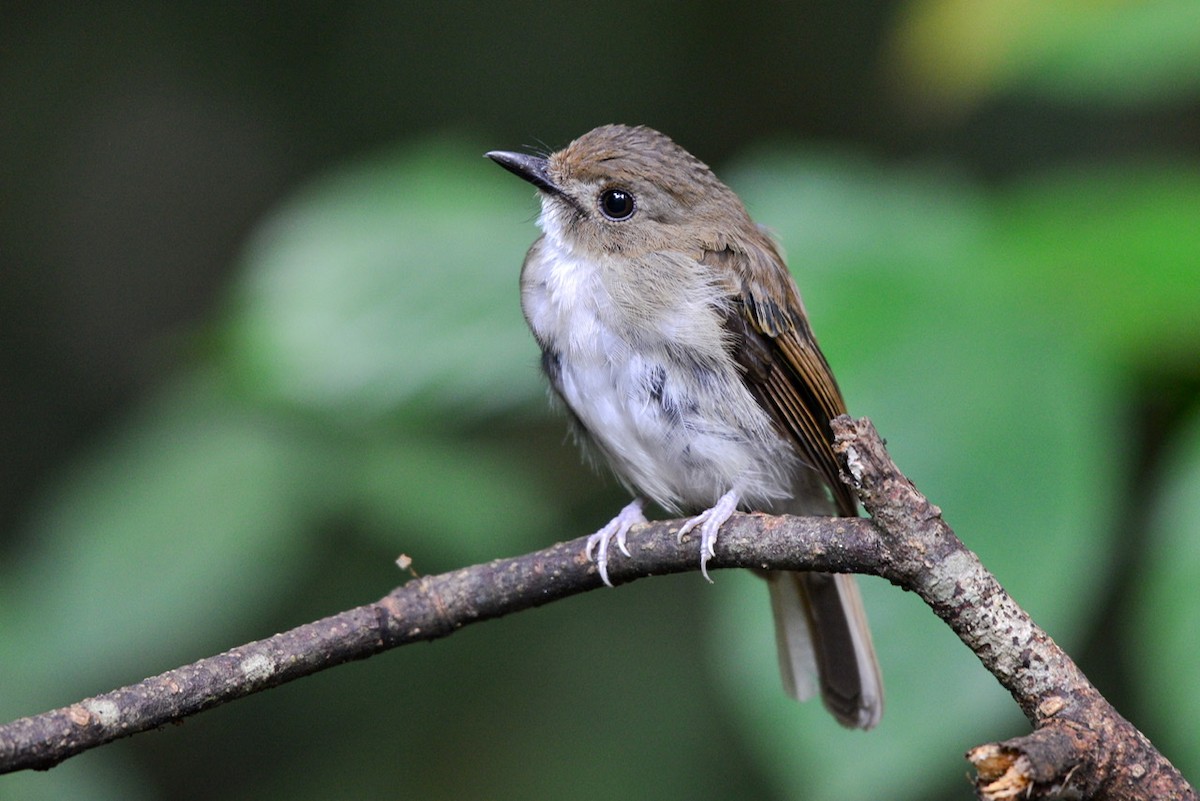 Gray-chested Jungle Flycatcher - ML259214321