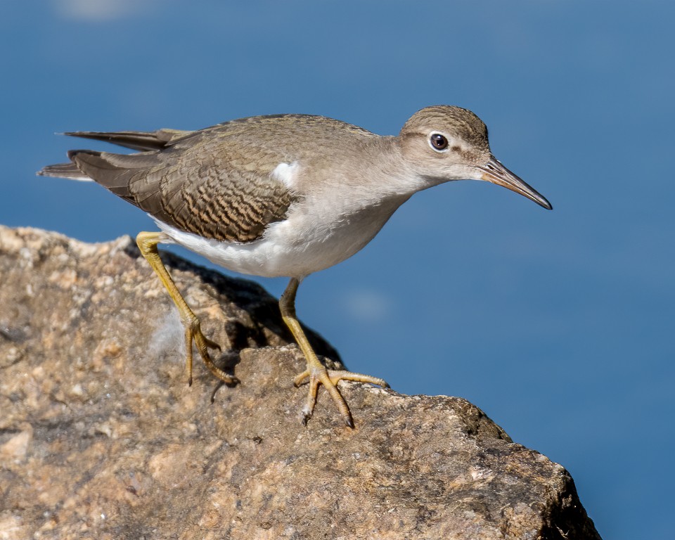 Spotted Sandpiper - Andy Wilson