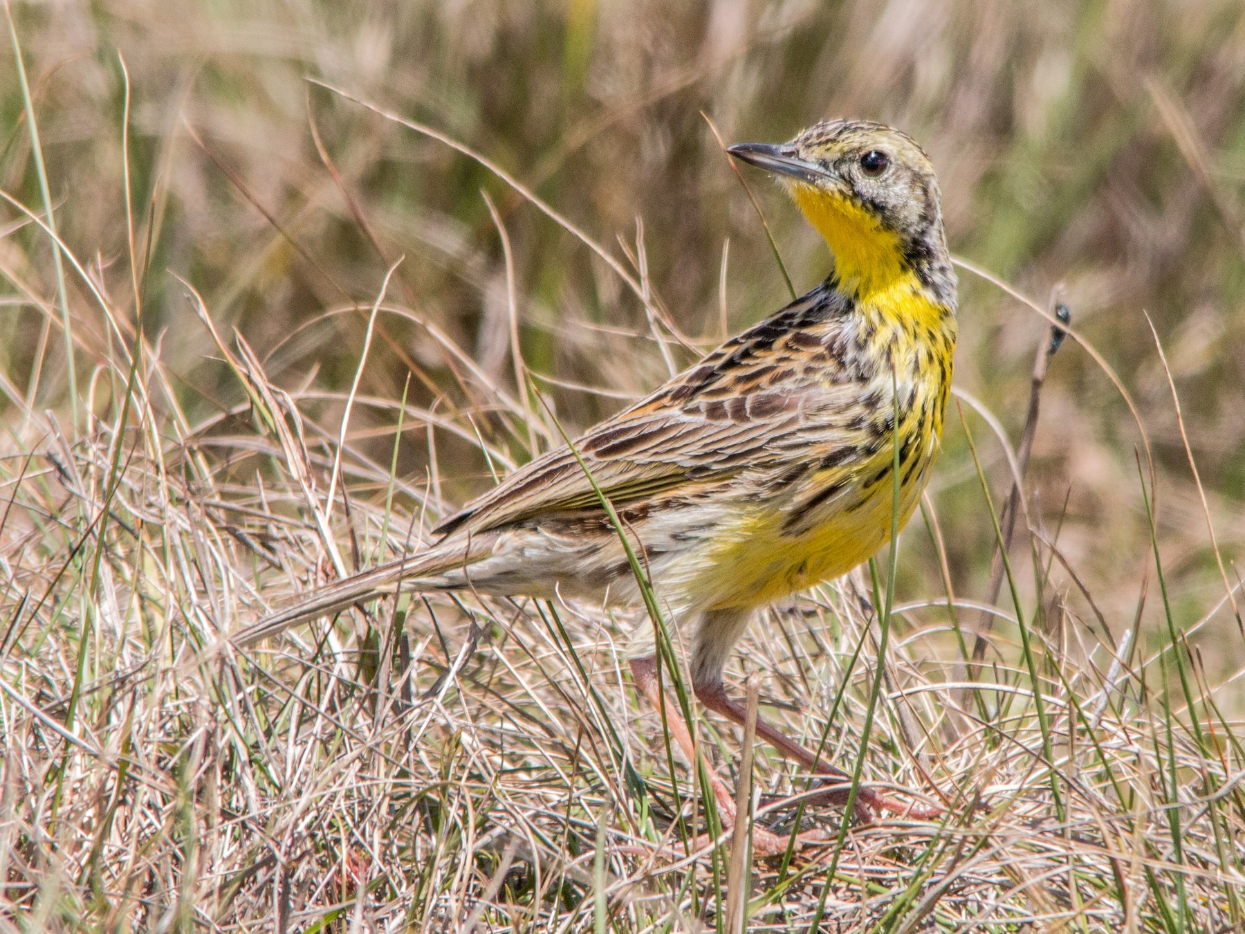 Sharpe's Longclaw - eBird