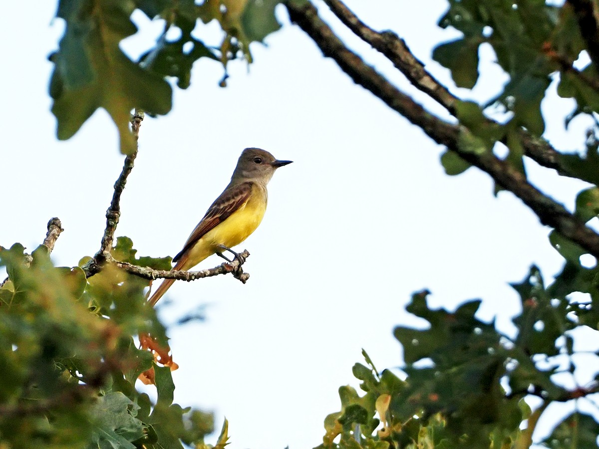 Great Crested Flycatcher - ML259225211