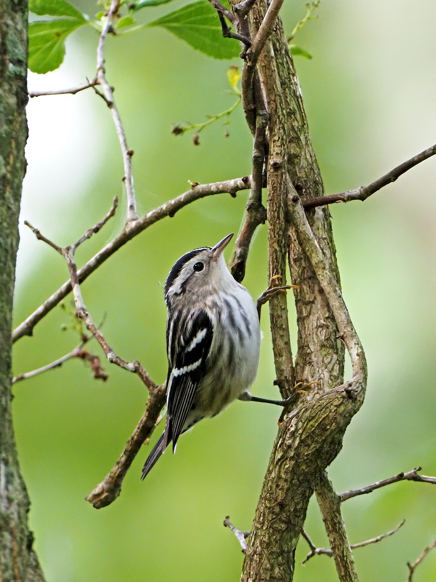 Black-and-white Warbler - ML259225361