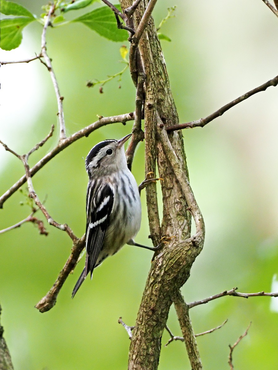 Black-and-white Warbler - ML259225371