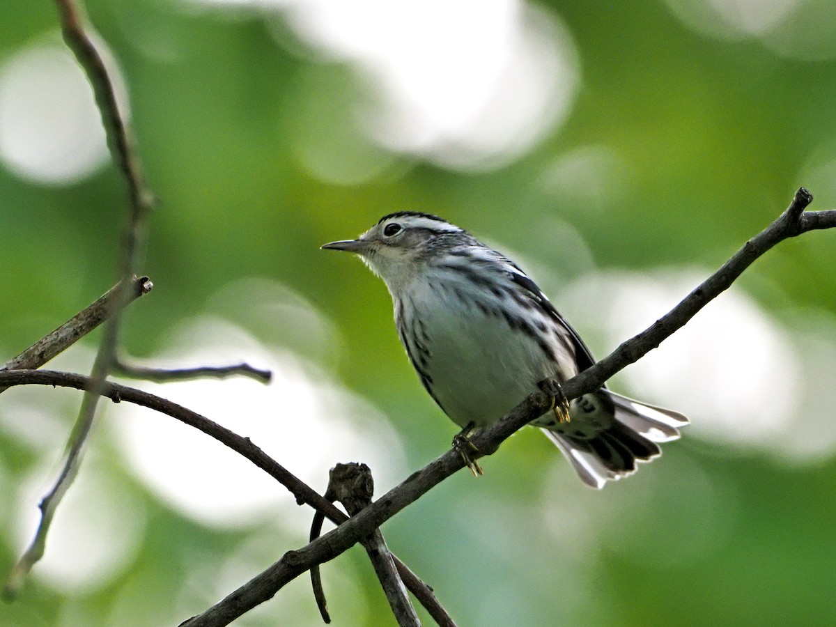 Black-and-white Warbler - ML259225411