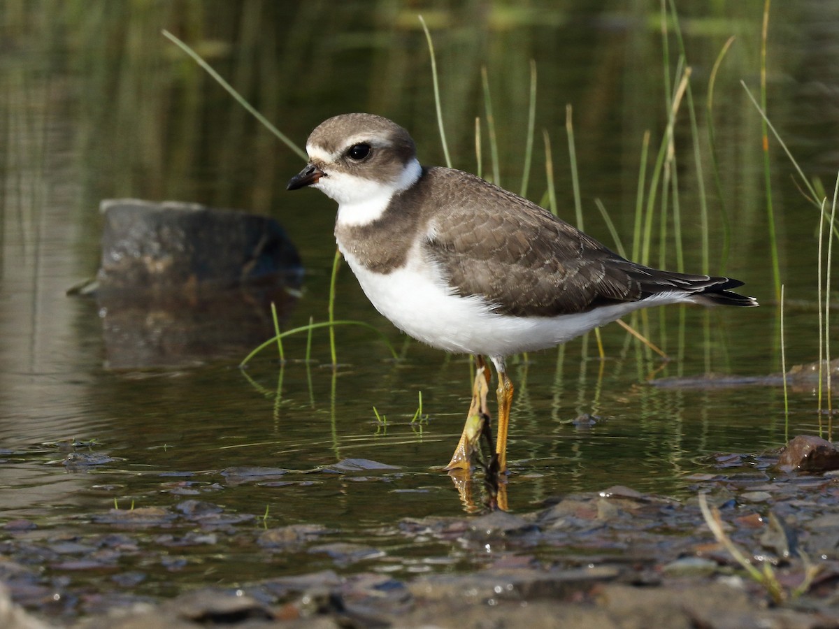 Semipalmated Plover - ML259225821