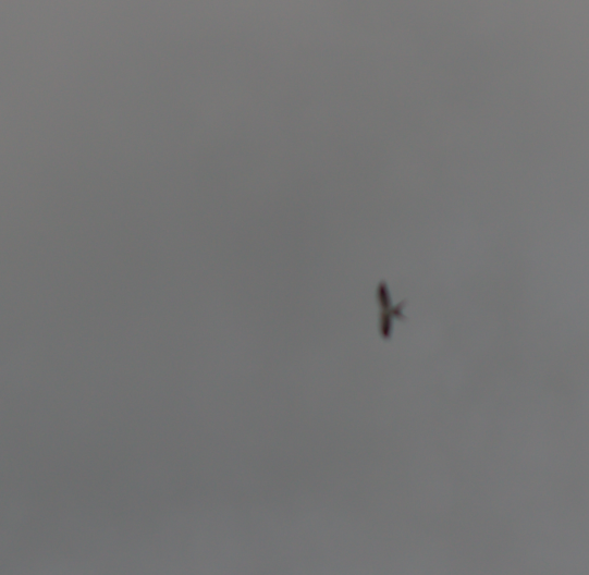 Swallow-tailed Kite - Juan Carlos Fernández-Ordóñez
