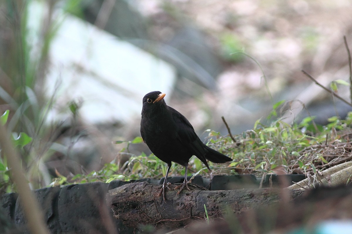 Chinese Blackbird - Zhi-Yuan Cai