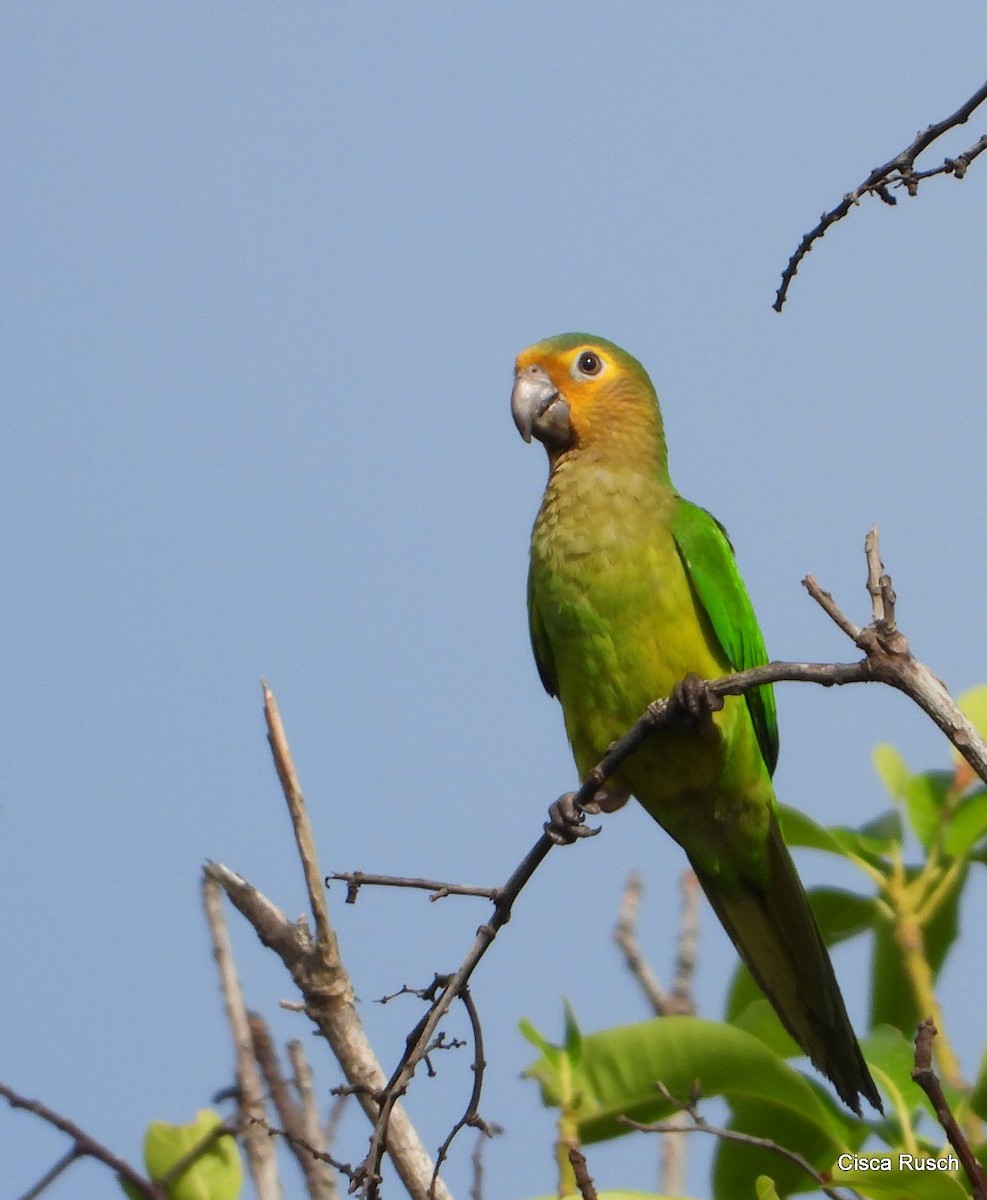Brown-throated Parakeet - Cisca  Rusch