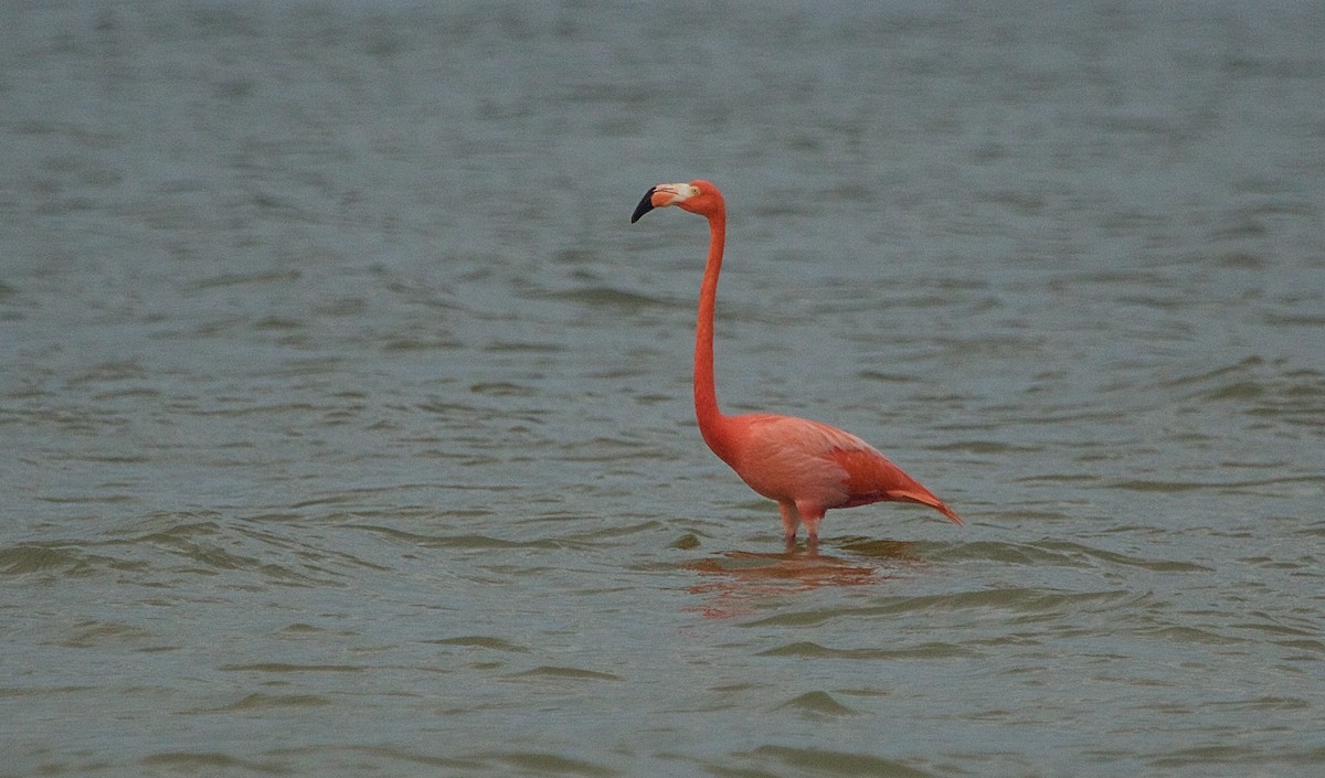 American Flamingo - ML25924231