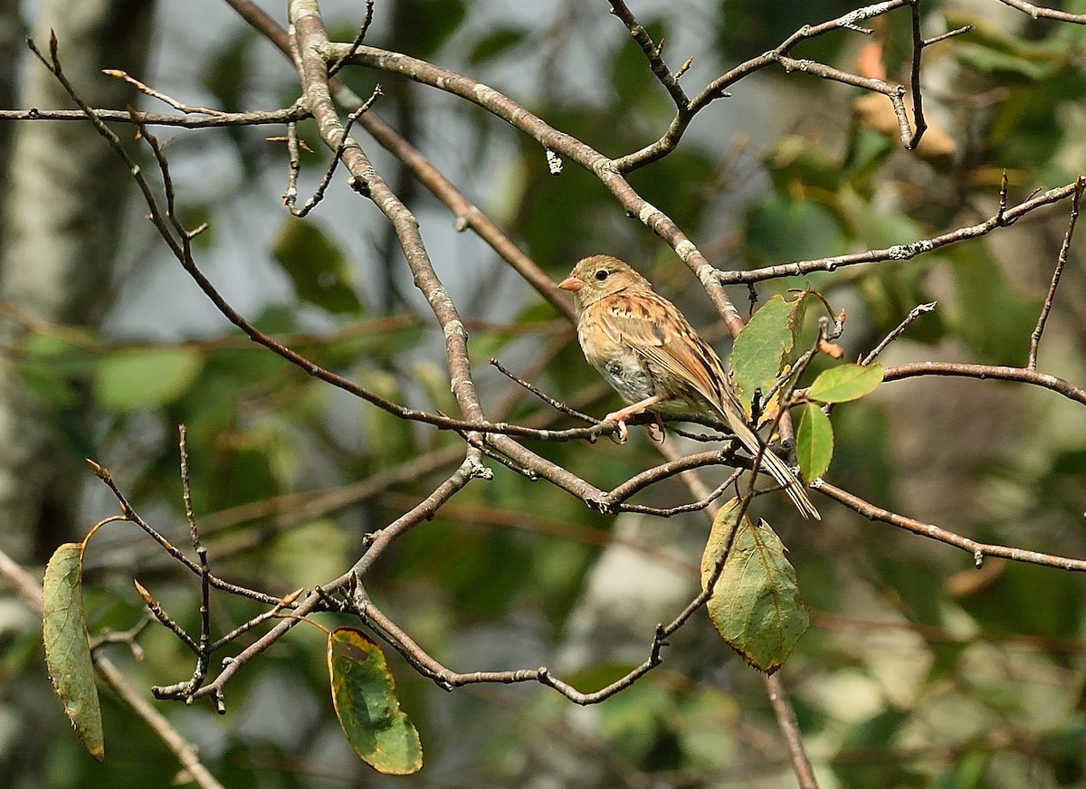 Field Sparrow - ML259242861