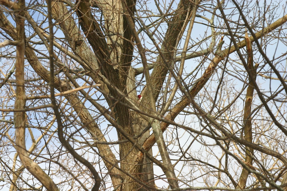 Red-headed Woodpecker - John Loch