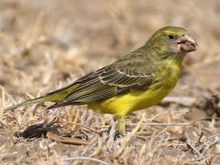 Southern Grosbeak-Canary - eBird