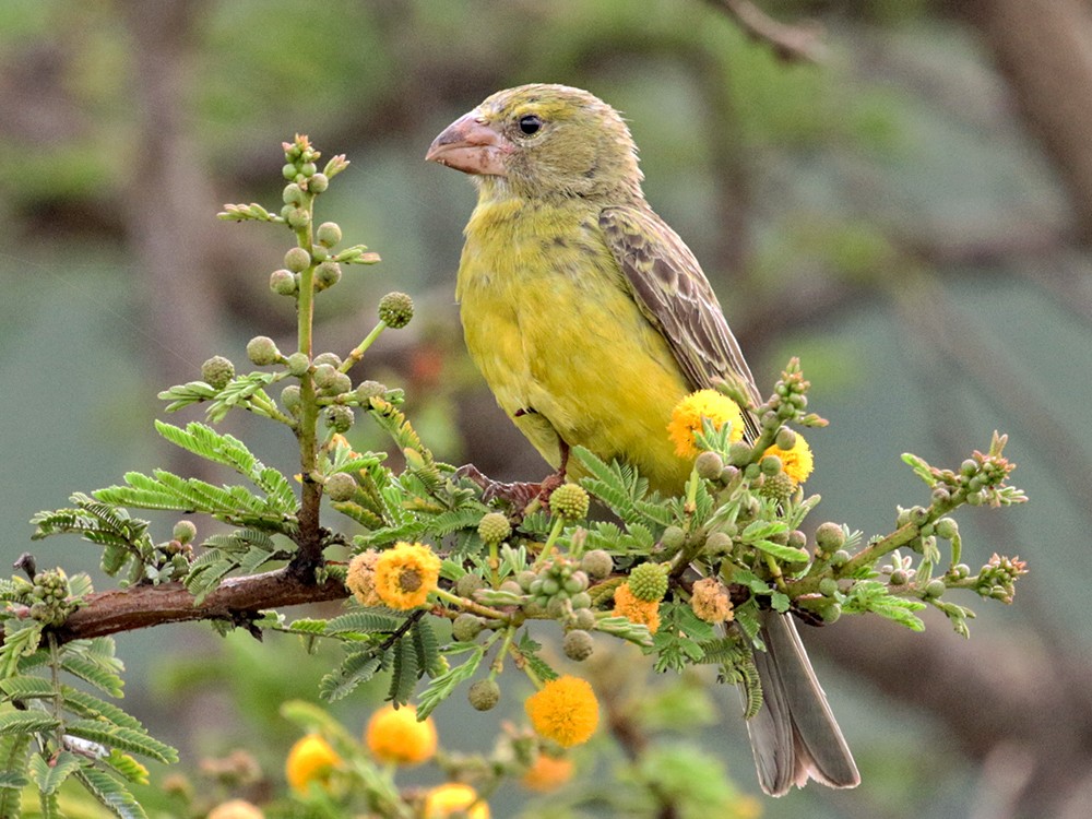 Southern Grosbeak-Canary - Charley Hesse TROPICAL BIRDING