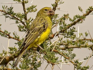 Southern Grosbeak-Canary - eBird