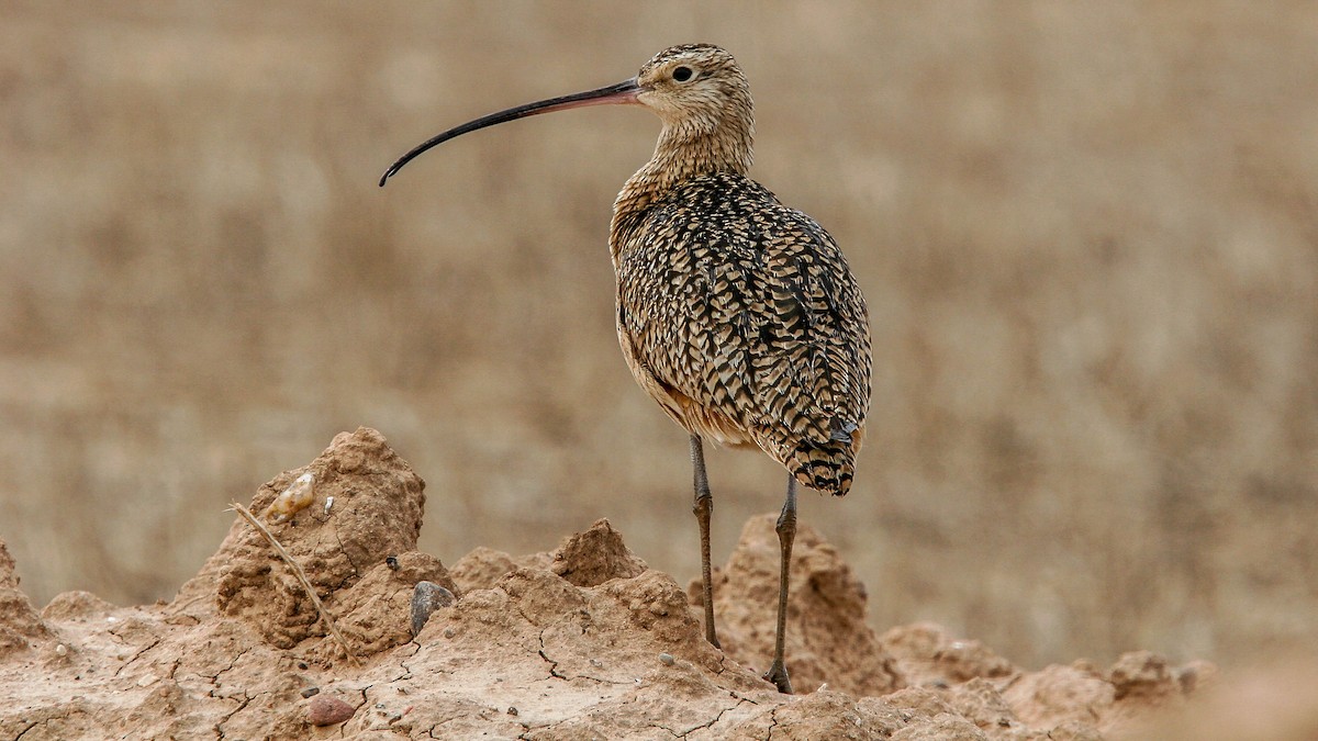 Long-billed Curlew - ML259249451