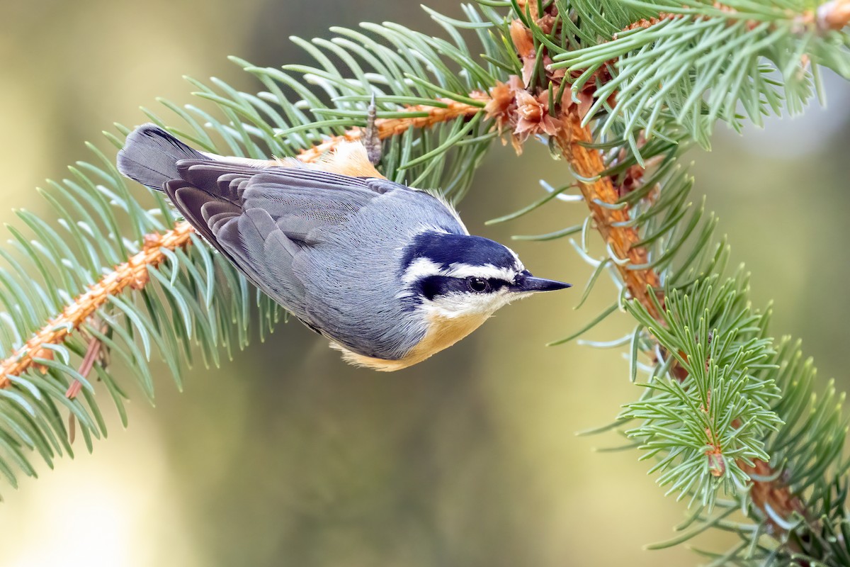 Red-breasted Nuthatch - ML259250181