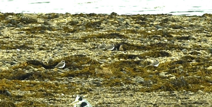 Common Ringed Plover - ML259250881