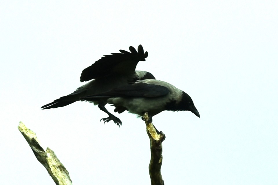 Hooded Crow - ML259251041