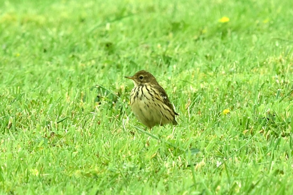 Meadow Pipit - ML259251151