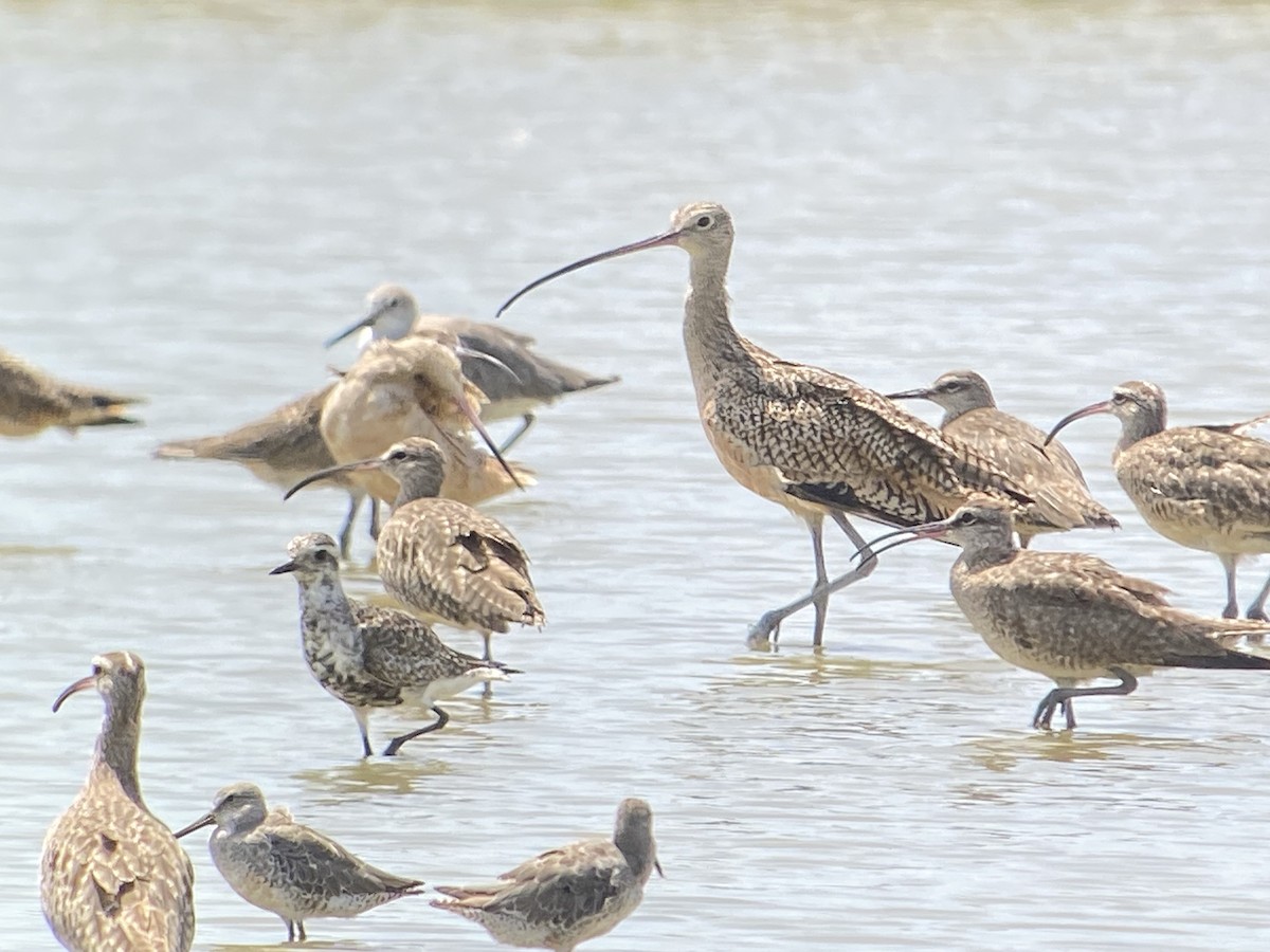 Long-billed Curlew - ML259261321