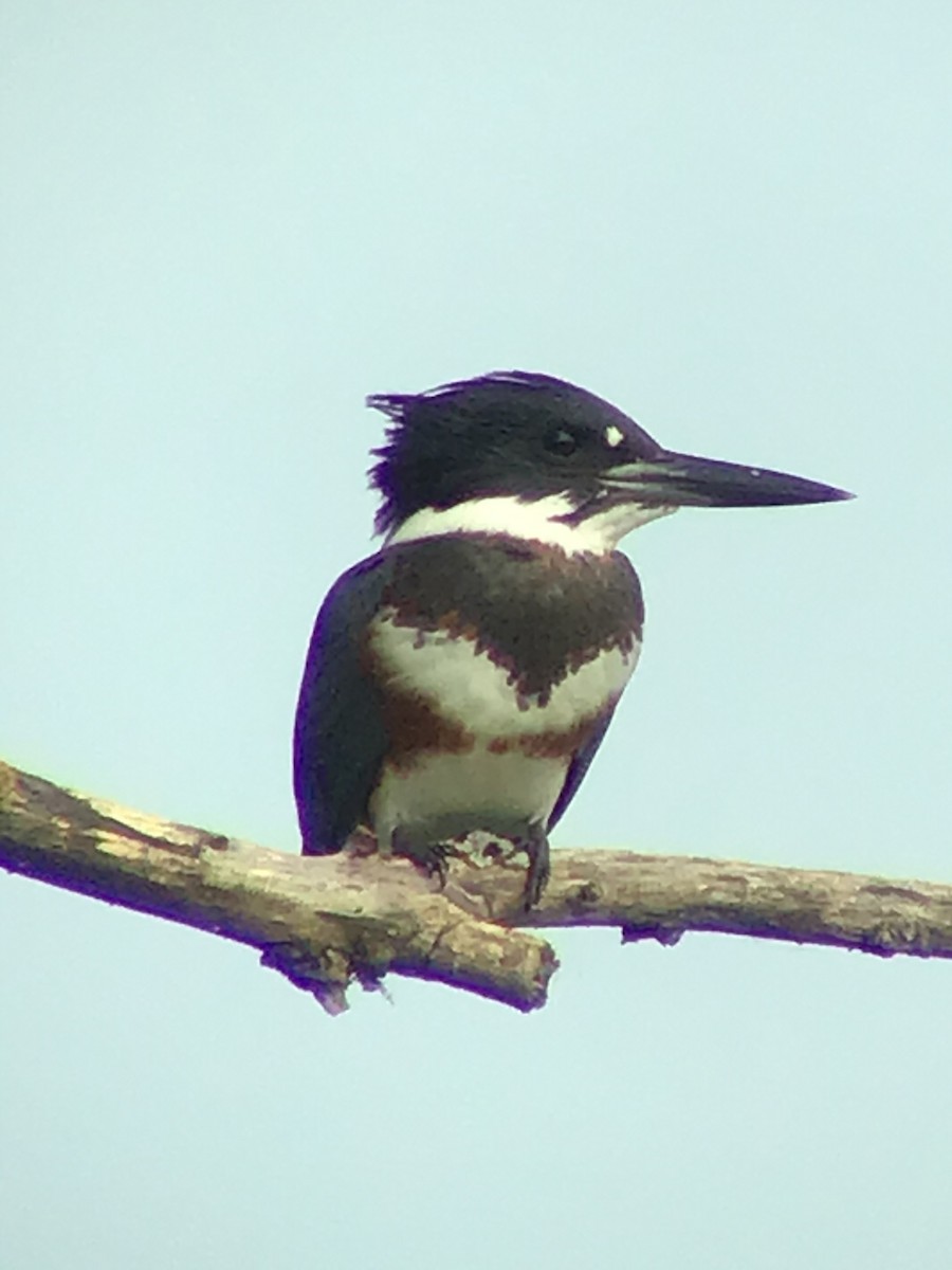 Belted Kingfisher - ML259262211