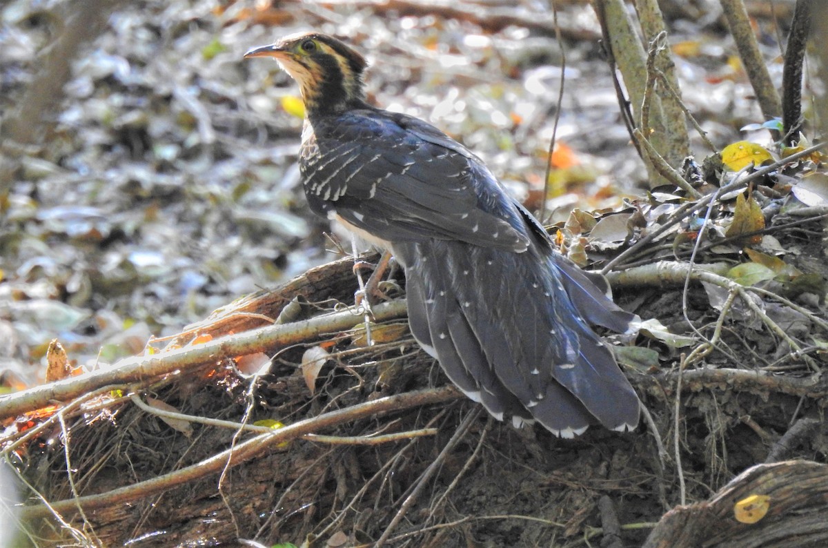 Pheasant Cuckoo - ML259268501