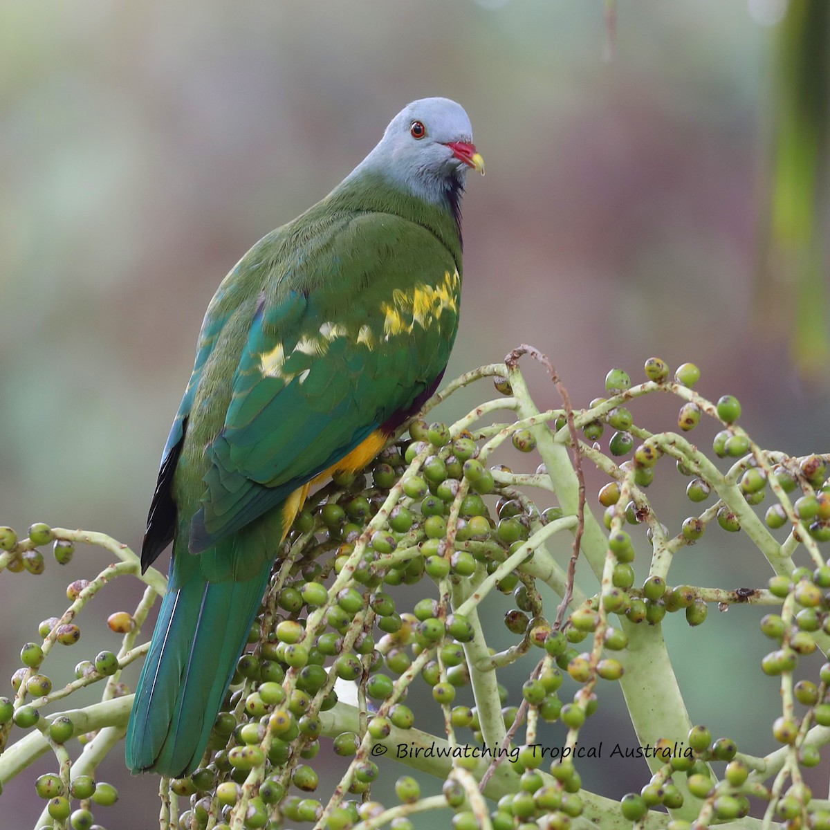 Wompoo Fruit-Dove - Doug Herrington || Birdwatching Tropical Australia Tours