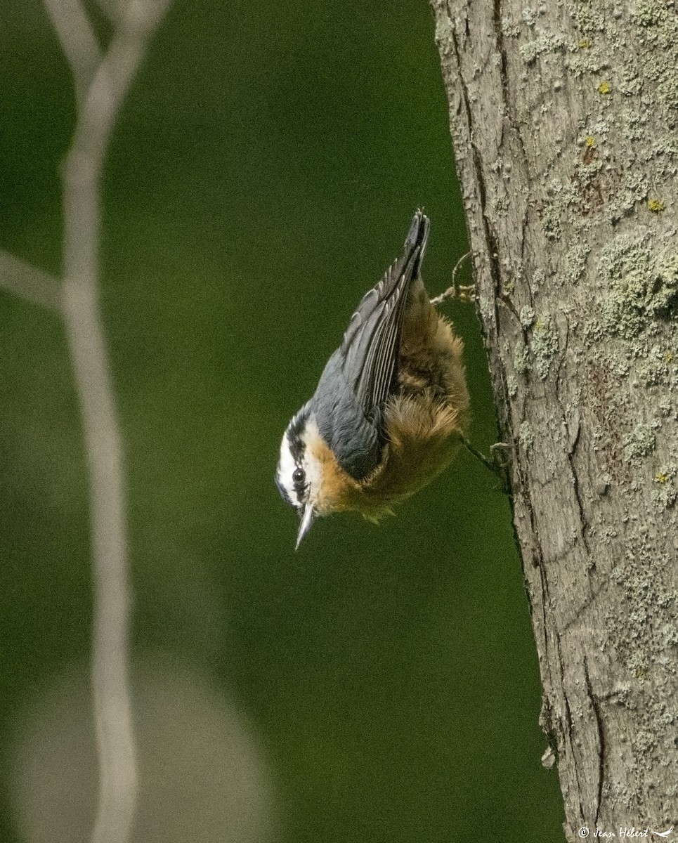 Red-breasted Nuthatch - Jean Hebert