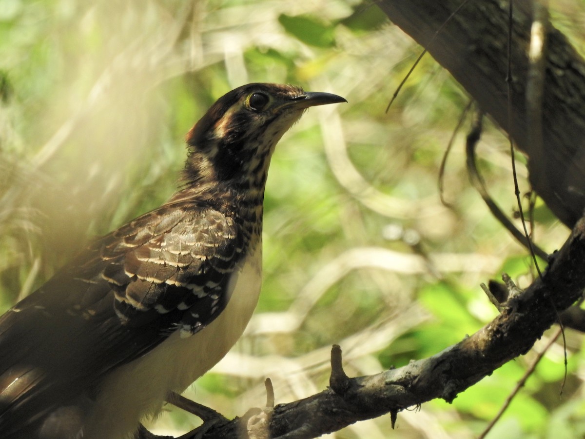 Pheasant Cuckoo - Fabricio Candia