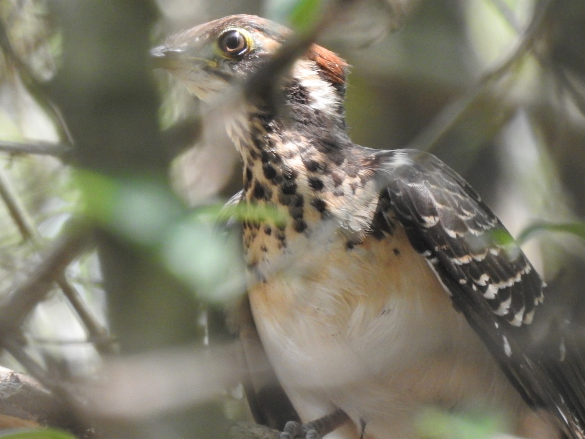 Pheasant Cuckoo - ML259271661