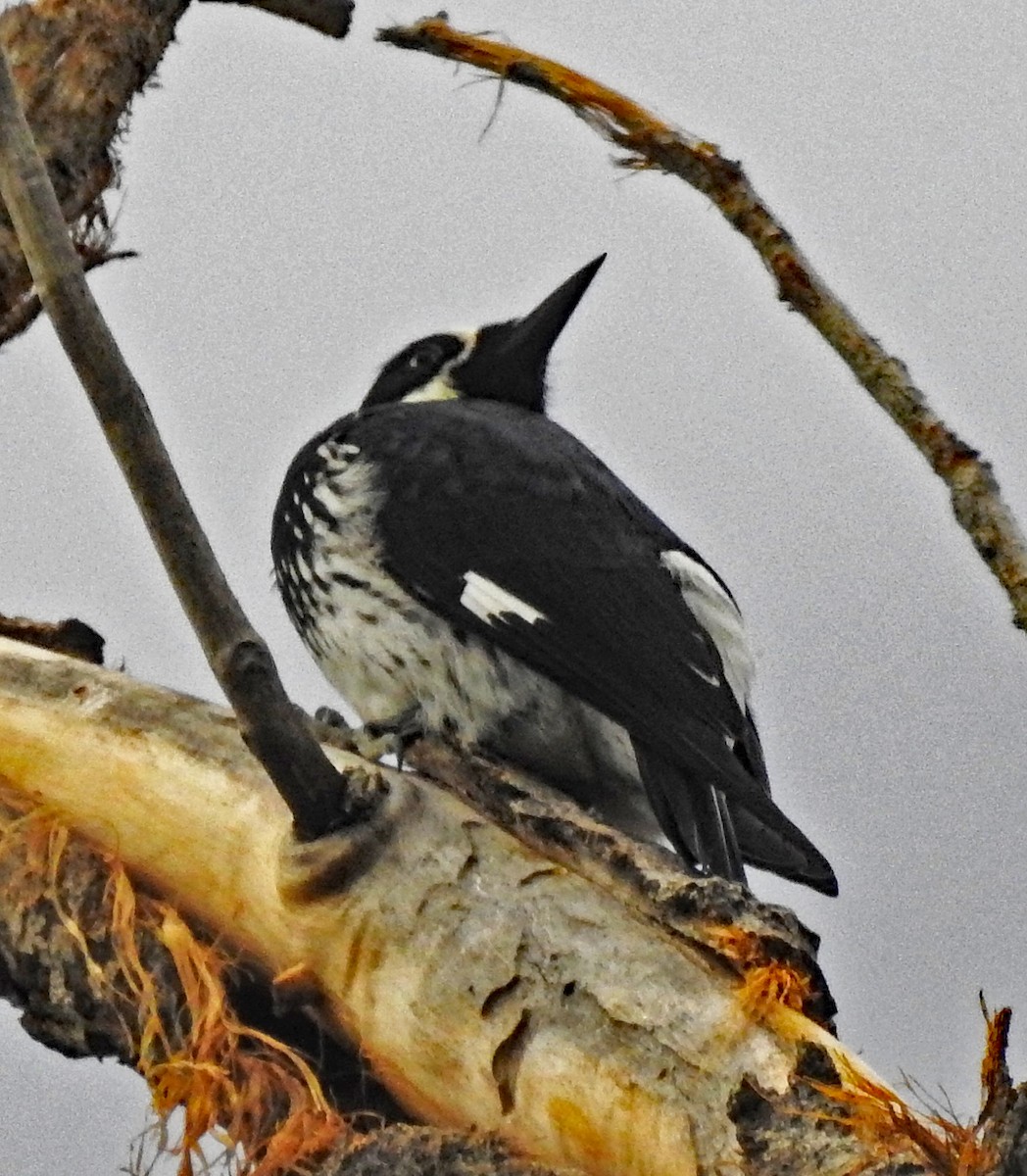 Acorn Woodpecker - ML259275551