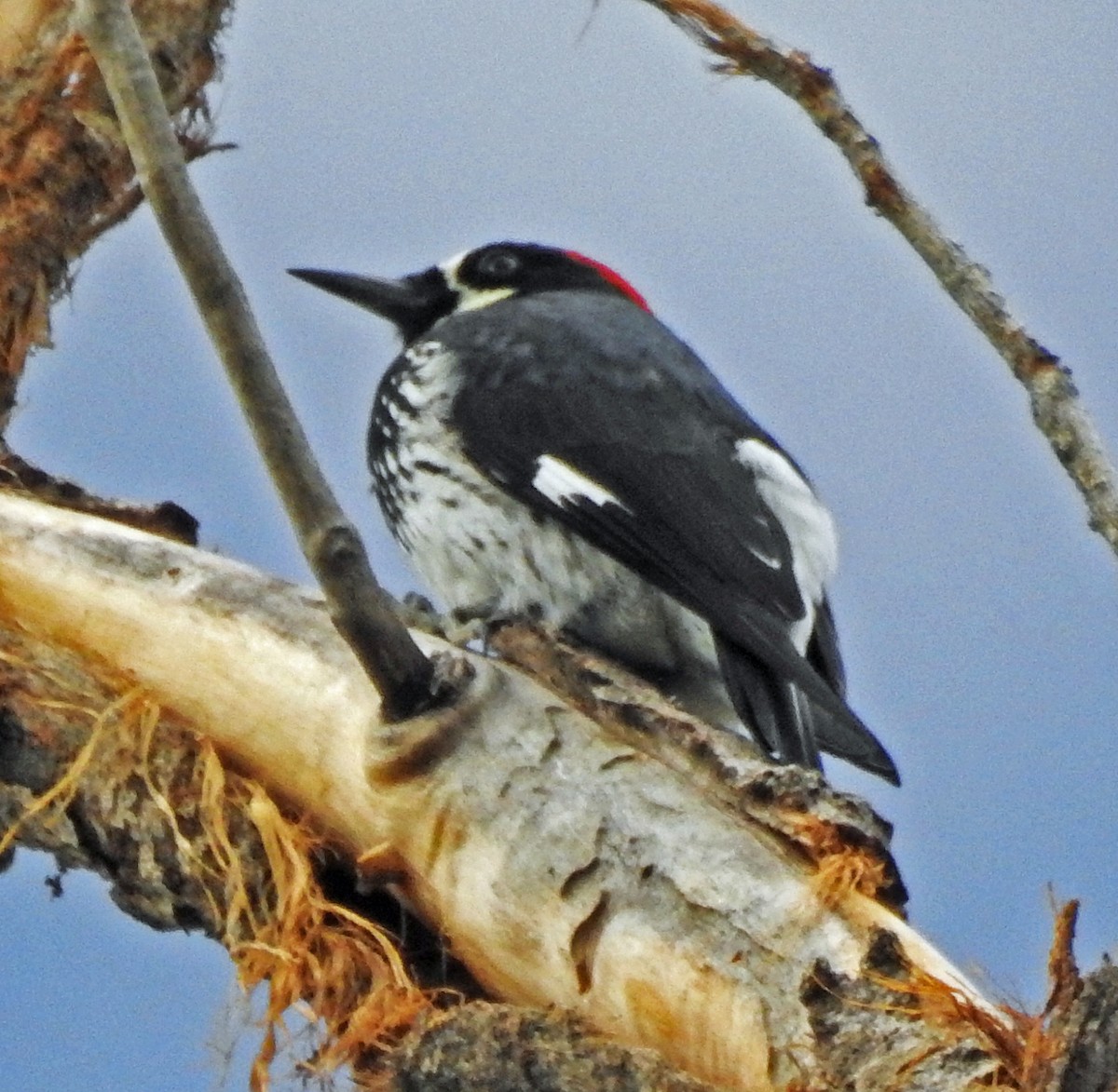 Acorn Woodpecker - Janet Ruth
