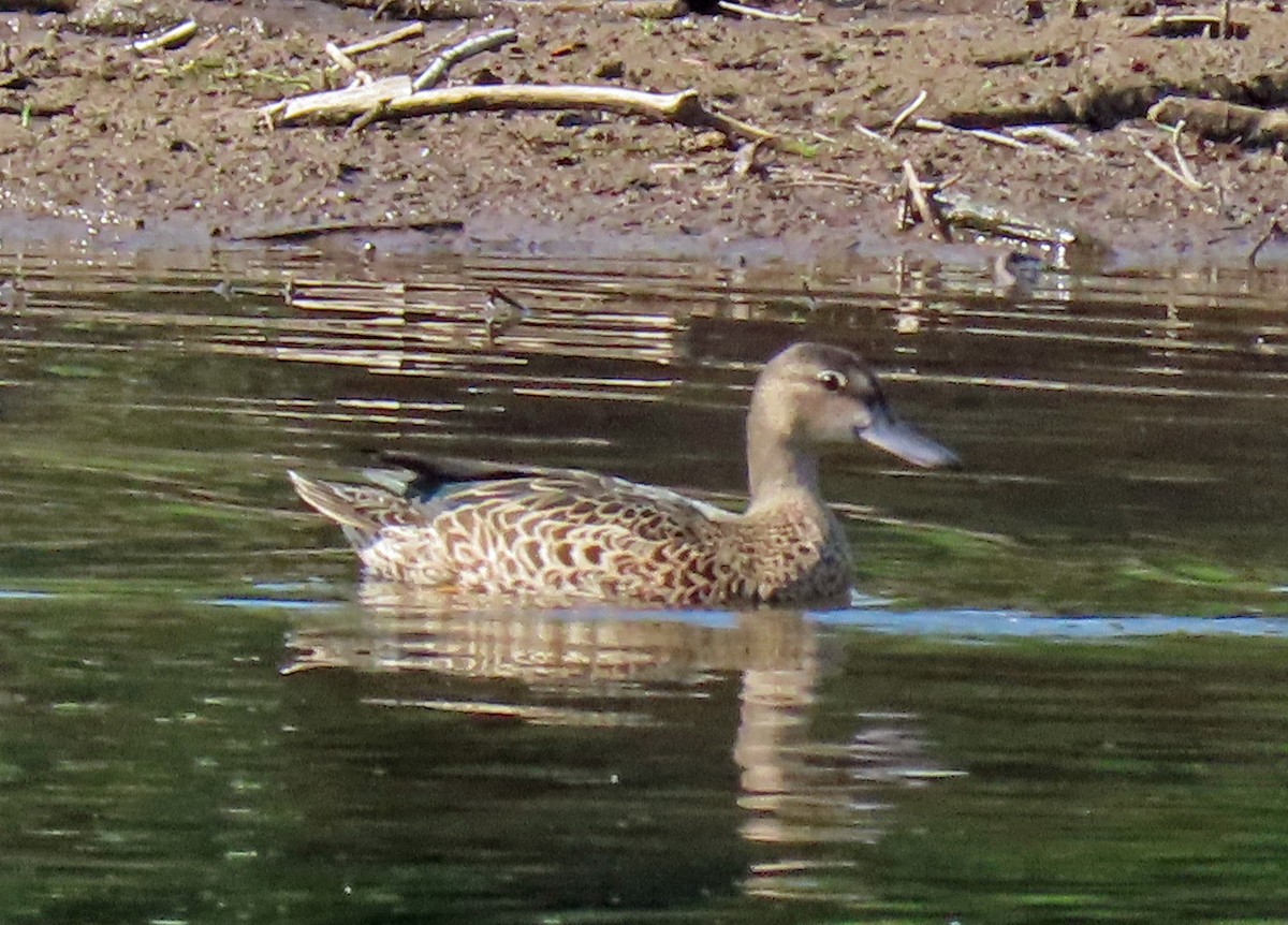 Blue-winged Teal - ML259281561