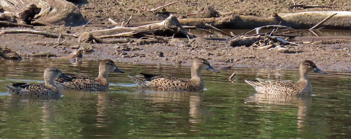 Blue-winged Teal - ML259281751