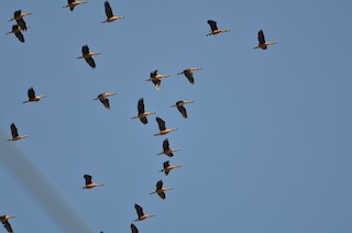 Fulvous Whistling-Duck, ML259282291