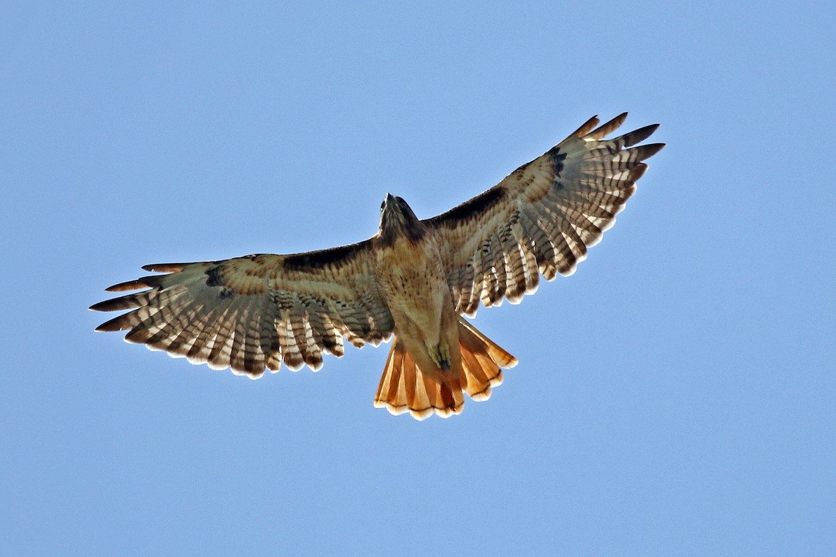 Red-tailed Hawk - ML259283091