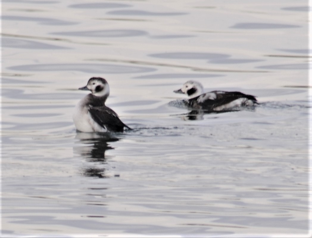Long-tailed Duck - Sue Riffe