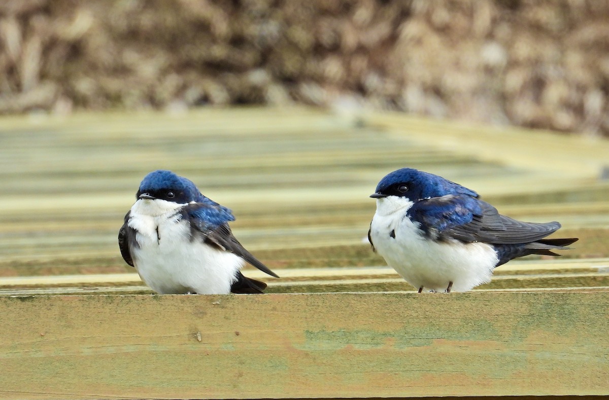Blue-and-white Swallow - Alejandra Pons